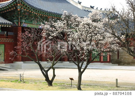 春 花 梅 88704108