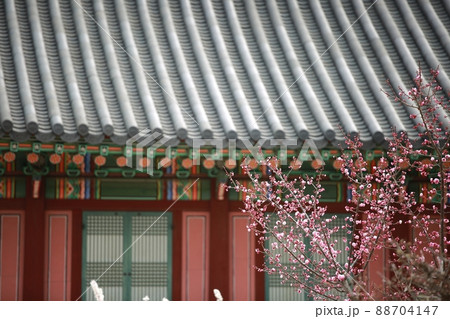 花 風景 梅 88704147