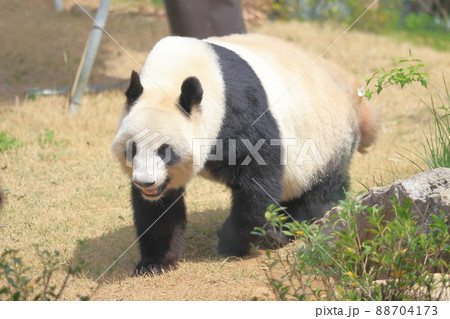 歩いている16才のシンシン_ジャイアントパンダ2 歩いている16才のシンシン_ジャイアントパンダ2 88704173