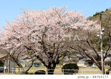 田舎駅の桜 88704177