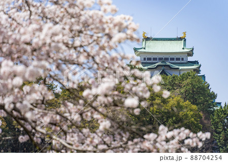 名古屋城と桜（ソメイヨシノ） 88704254