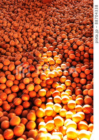 木の玉のプール 88704338