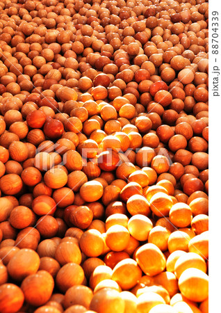 木の玉のプール 88704339