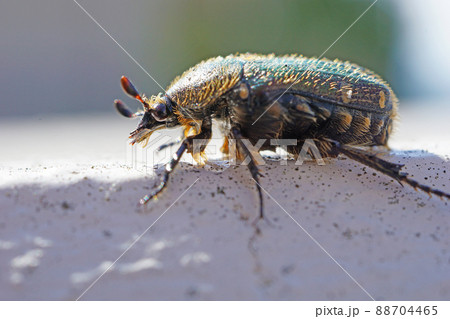 コアオハナムグリ＿横から 88704465