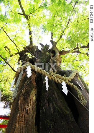 新田神社　御神木 88704485