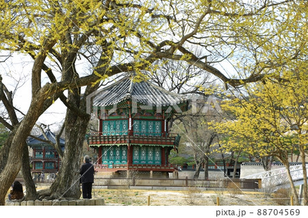 花 風景 建物 88704569