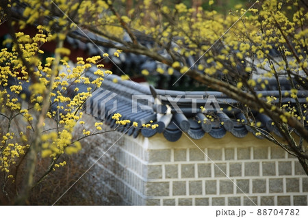 春 花 景福宮 88704782