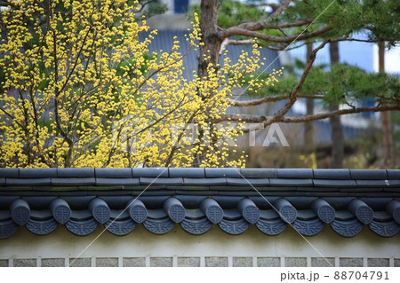 春 花 景福宮 88704791