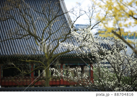 春 花 景福宮 88704816