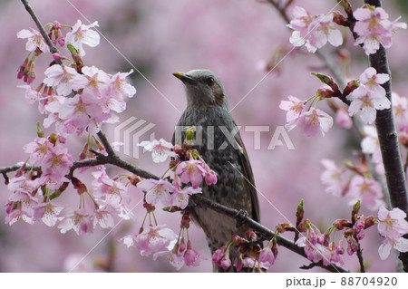 ヒヨドリ ヒヨドリ 88704920