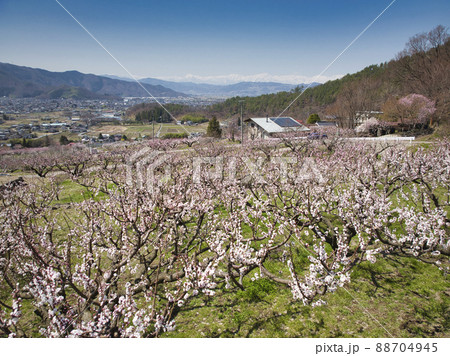 松代町あんずの里のあんずの花と後立山連峰　長野県長野市（ドローンによる空撮） 88704945