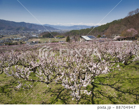 松代町あんずの里のあんずの花と後立山連峰　長野県長野市（ドローンによる空撮） 88704947