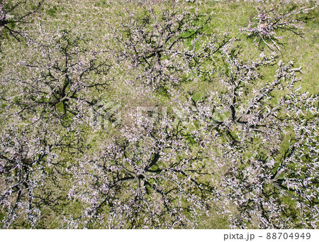 松代町あんずの里のあんずの花　長野県長野市（ドローンによる空撮） 88704949