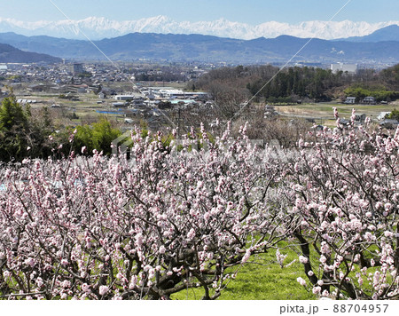 松代町あんずの里のあんずの花と後立山連峰 長野県長野市(ドローンによる空撮) 松代町あんずの里のあんずの花と後立山連峰 長野県長野市(ドローンによる空撮) 88704957
