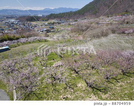 松代町あんずの里のあんずの花と後立山連峰 長野県長野市(ドローンによる空撮) 松代町あんずの里のあんずの花と後立山連峰 長野県長野市(ドローンによる空撮) 88704959