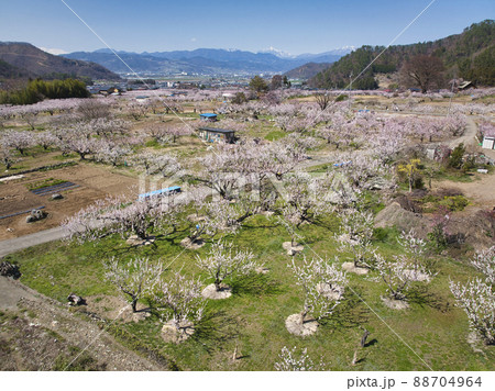 千曲市あんずの里のあんずまつり 長野県千曲市(ドローンによる空撮) 千曲市あんずの里のあんずまつり 長野県千曲市(ドローンによる空撮) 88704964