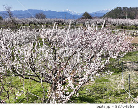 千曲市あんずの里のあんずまつり　長野県千曲市（ドローンによる空撮） 88704968