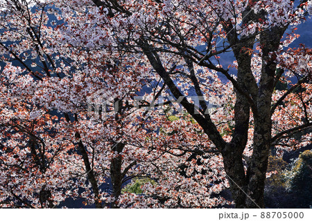 桜 桜 88705000