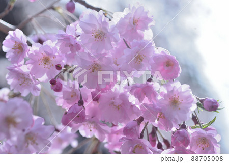 桜 桜 88705008