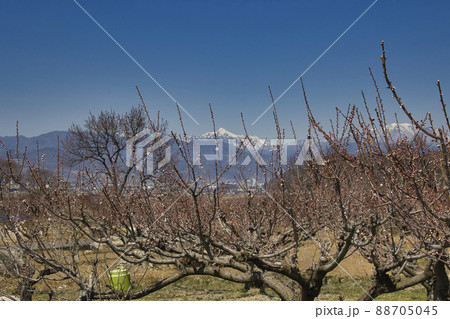 千曲市あんずの里のあんずまつり 長野県千曲市 千曲市あんずの里のあんずまつり 長野県千曲市 88705045