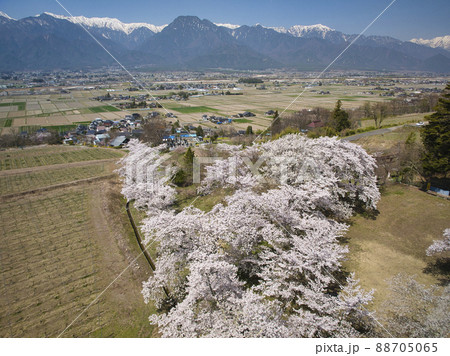 満開の鵜山の桜並木と北アルプス　長野県池田町（ドローンによる空撮） 88705065
