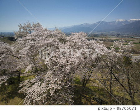 満開の鵜山の桜並木と北アルプス 長野県池田町(ドローンによる空撮) 満開の鵜山の桜並木と北アルプス 長野県池田町(ドローンによる空撮) 88705071
