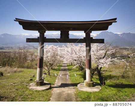 満開の鵜山の桜並木・四神社の鳥居と北アルプス　長野県池田町（ドローンによる空撮） 88705074