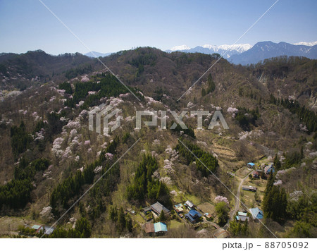 満開の桜仙峡（おうせんきょう）の桜と北アルプス　長野県池田町（ドローンによる空撮） 88705092