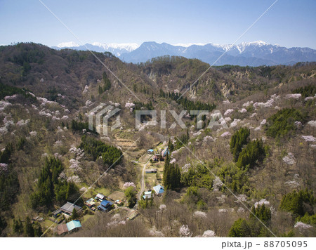 満開の桜仙峡（おうせんきょう）の桜と北アルプス　長野県池田町（ドローンによる空撮） 88705095
