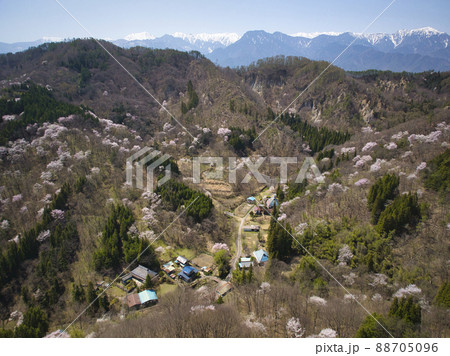満開の桜仙峡（おうせんきょう）の桜と北アルプス　長野県池田町（ドローンによる空撮） 88705096
