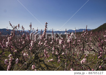 松代町あんずの里のあんずの花と後立山連峰 長野県長野市 松代町あんずの里のあんずの花と後立山連峰 長野県長野市 88705127
