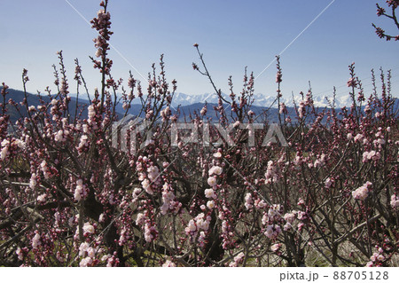 松代町あんずの里のあんずの花と後立山連峰 長野県長野市 松代町あんずの里のあんずの花と後立山連峰 長野県長野市 88705128