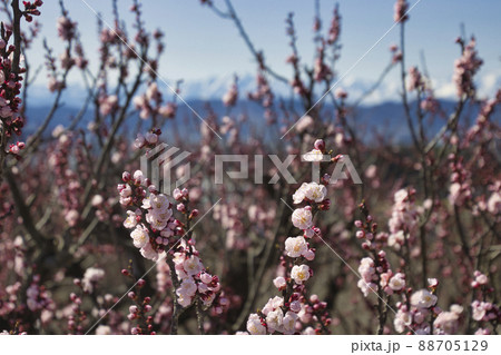 松代町あんずの里のあんずの花と後立山連峰 長野県長野市 松代町あんずの里のあんずの花と後立山連峰 長野県長野市 88705129