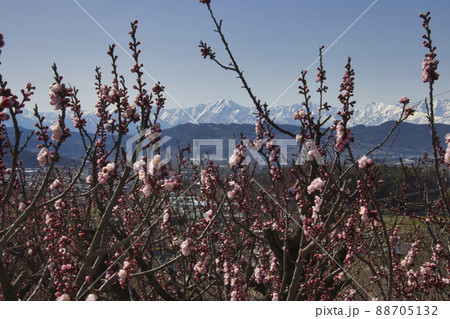 松代町あんずの里のあんずの花と後立山連峰 長野県長野市 松代町あんずの里のあんずの花と後立山連峰 長野県長野市 88705132