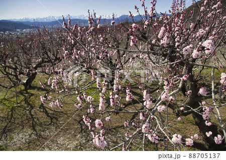 松代町あんずの里のあんずの花と後立山連峰　長野県長野市 88705137