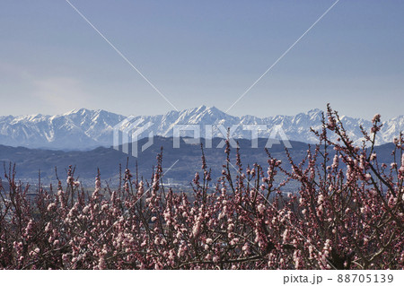 松代町あんずの里のあんずの花と後立山連峰 長野県長野市 松代町あんずの里のあんずの花と後立山連峰 長野県長野市 88705139