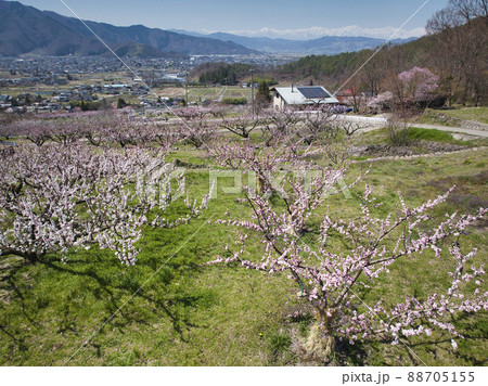 松代町あんずの里のあんずの花と後立山連峰　長野県長野市（ドローンによる空撮） 88705155