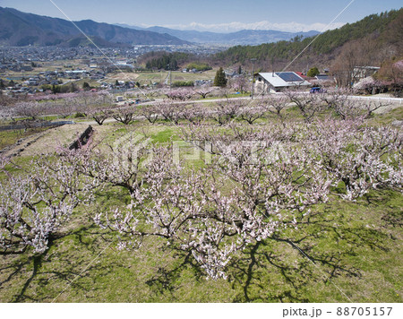 松代町あんずの里のあんずの花と後立山連峰　長野県長野市（ドローンによる空撮） 88705157