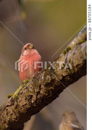 ベニマシコ 88705184