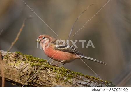 ベニマシコ 88705190