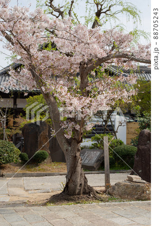神戸・桜の須磨寺 神戸・桜の須磨寺 88705243