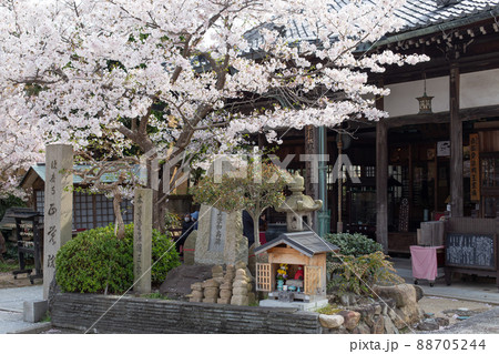 神戸・須磨寺の正覚院に咲く桜 88705244