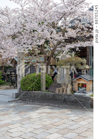 神戸・須磨寺の正覚院に咲く桜 88705245