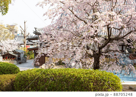 神戸・須磨寺の源平の庭の桜 88705248