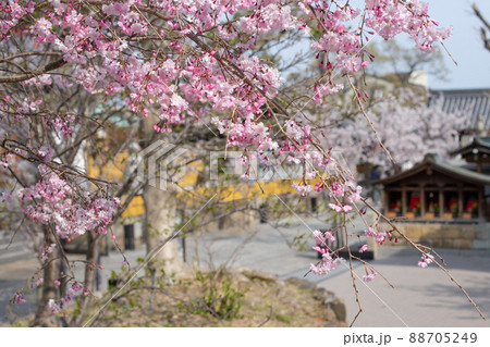 神戸・須磨寺の源平の庭の桜 88705249