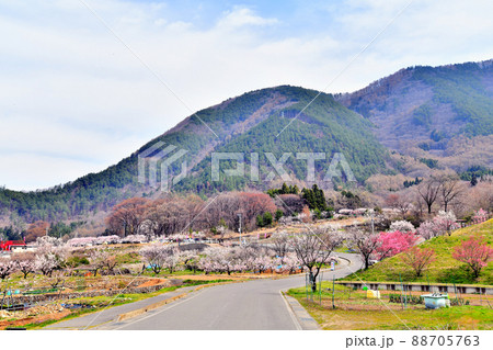 千曲市あんずの里/ 上平展望台、窪山展望公園周辺を望む(長野県千曲市)【2022.4】 88705763