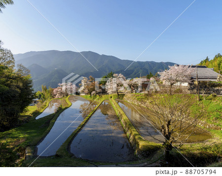 三多気の桜と棚田の風景 88705794