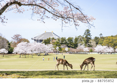 奈良公園の鹿と大仏殿 88705852