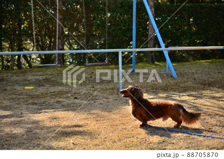 公園とダックスフント 公園とダックスフント 88705870