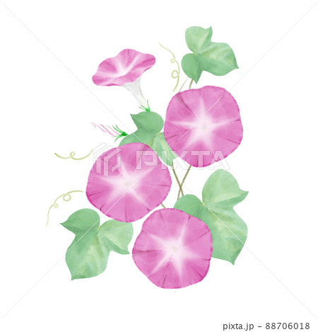 水彩で描いた朝顔のイラスト 水彩で描いた朝顔のイラスト 88706018
